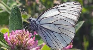 массовый  лет бабочек  боярышницы