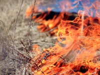 Начало пожароопасного сезона объявили в Республике Алтай